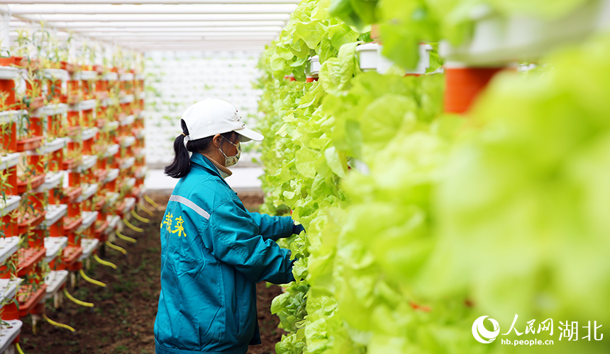 湖北孝昌:智能大棚“蔬”寫春日好豐景