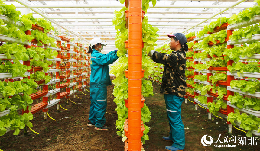 湖北孝昌:智能大棚“蔬”寫春日好豐景【3】