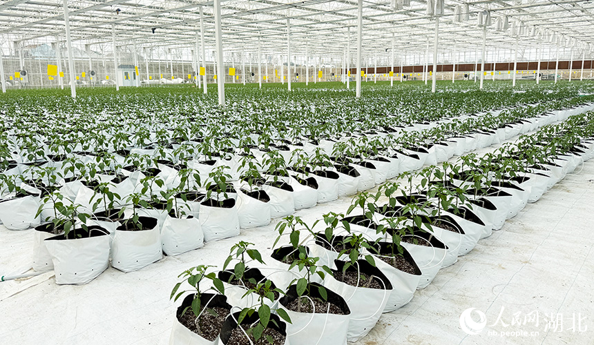 湖北孝昌:智能大棚“蔬”寫春日好豐景【7】