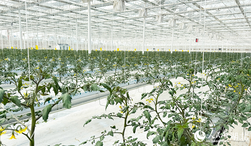 湖北孝昌:智能大棚“蔬”寫春日好豐景【8】