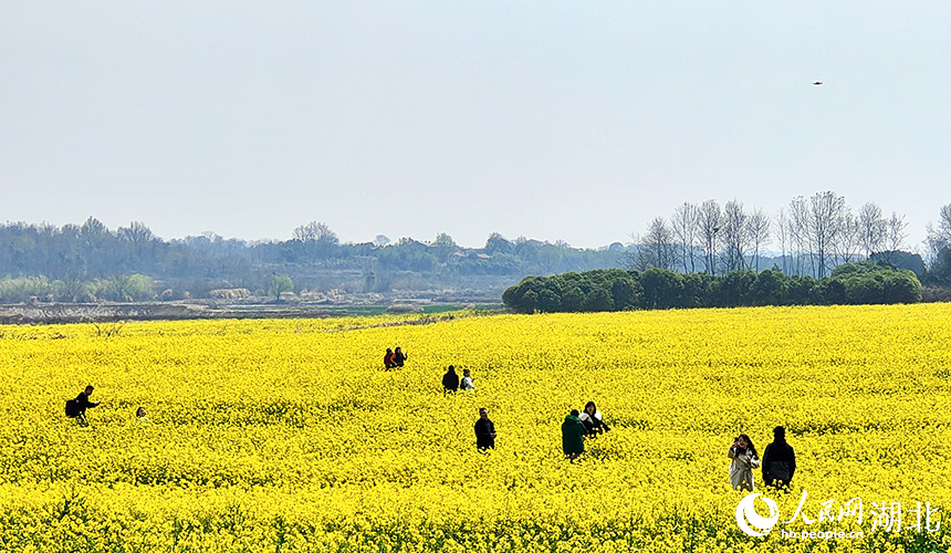 湖北武漢:油菜花開(kāi)鋪錦繡