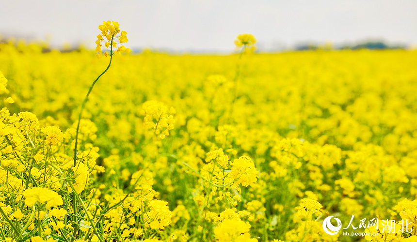 湖北武漢:油菜花開(kāi)鋪錦繡【2】