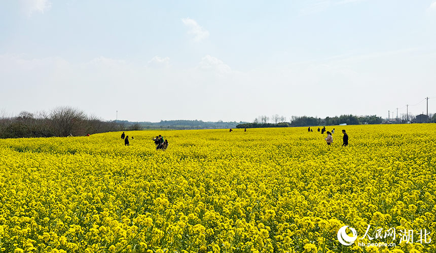湖北武漢:油菜花開鋪錦繡【3】