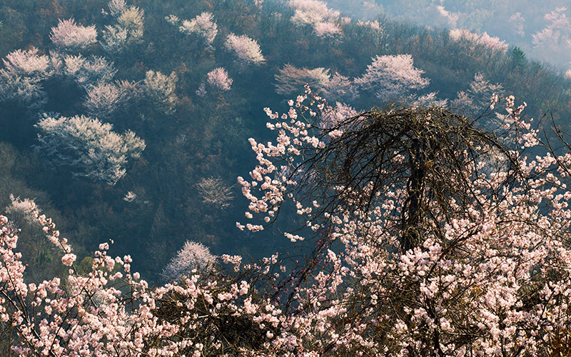 萬(wàn)畝野櫻花。賀川攝