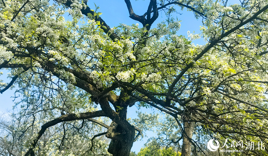 青山公園梨花盛開。人民網(wǎng)記者 張穎攝