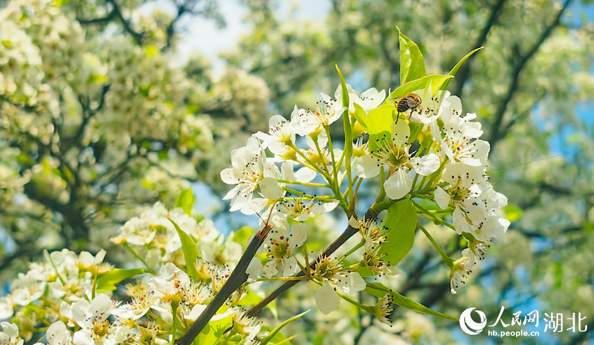 青山公園梨花盛開。人民網(wǎng)記者 張穎攝