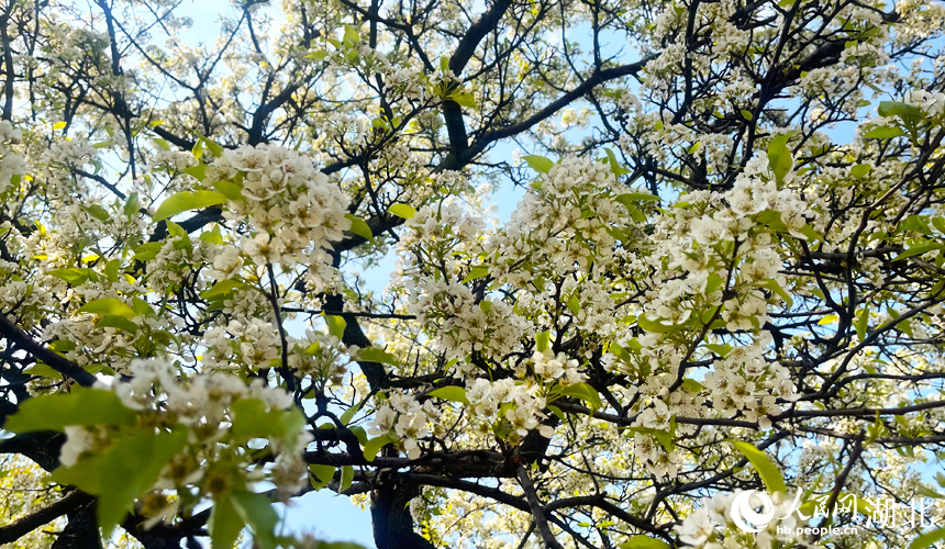 青山公園梨花盛開。人民網記者 周倩文攝