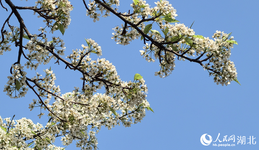 青山公園梨花盛開。人民網(wǎng)記者 周倩文攝