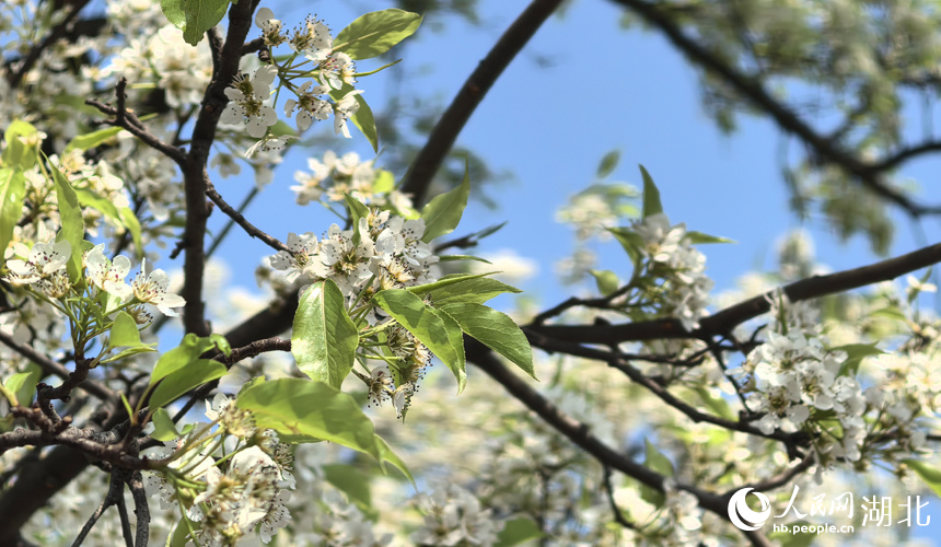 青山公園梨花盛開。人民網(wǎng)記者 周倩文攝