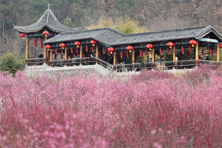 湖北十堰茅箭區(qū)：“專車”直達(dá)花海 “春日經(jīng)濟(jì)”熱力十足