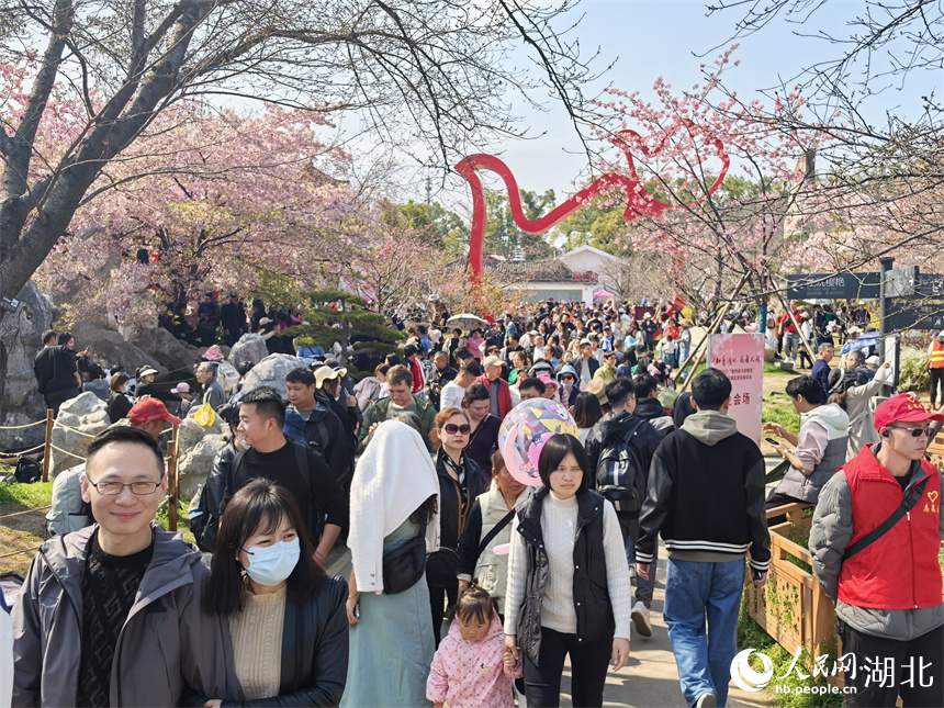 早櫻綻放,游人如織。