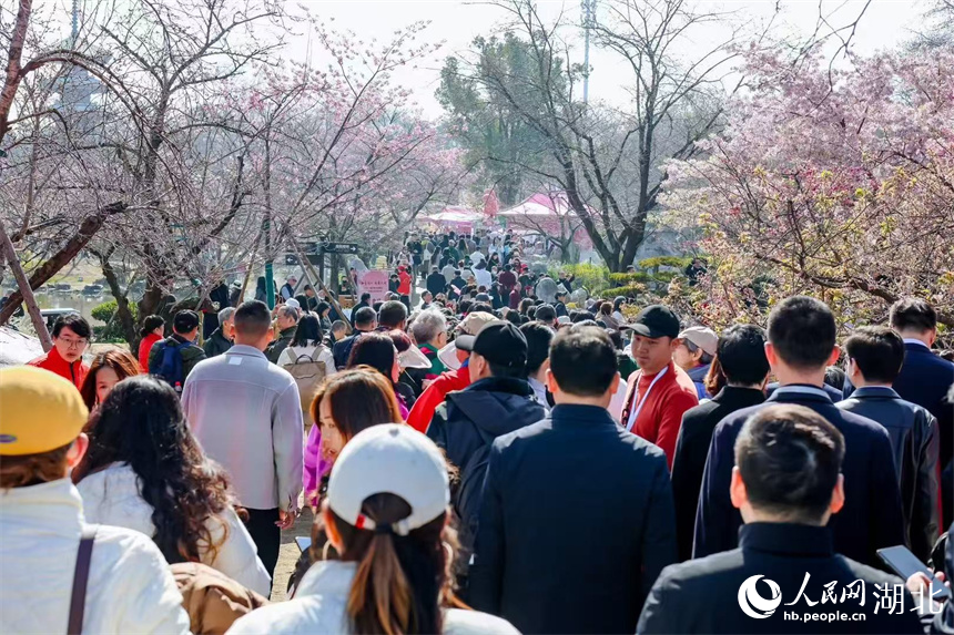 武漢東湖櫻花園，春日美景吸引游人如織。