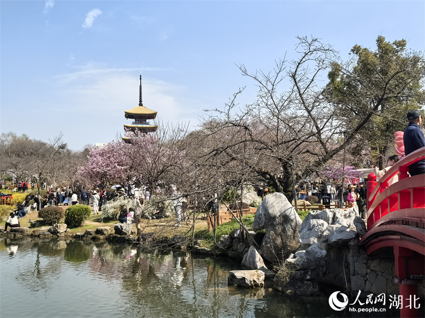 武漢東湖櫻花園，春日美景吸引游人如織。