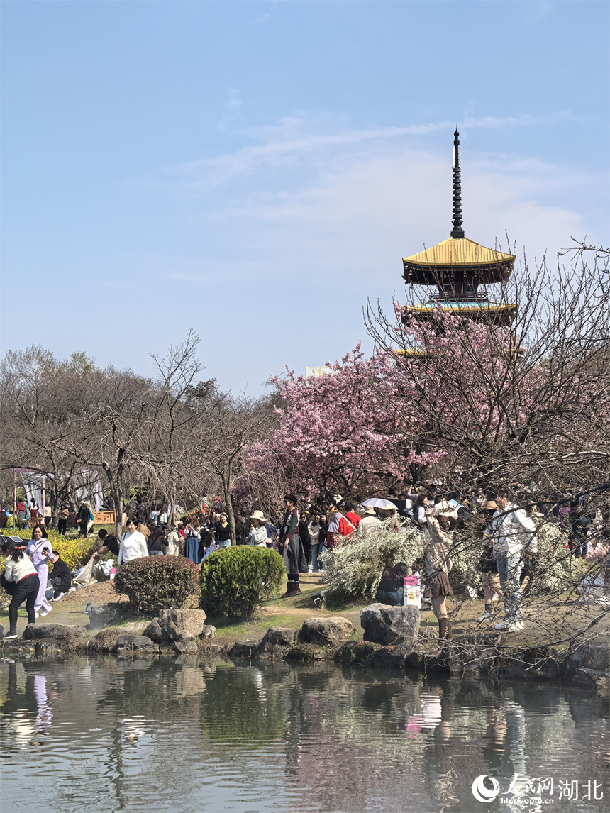 武漢東湖櫻花園，游人如織。