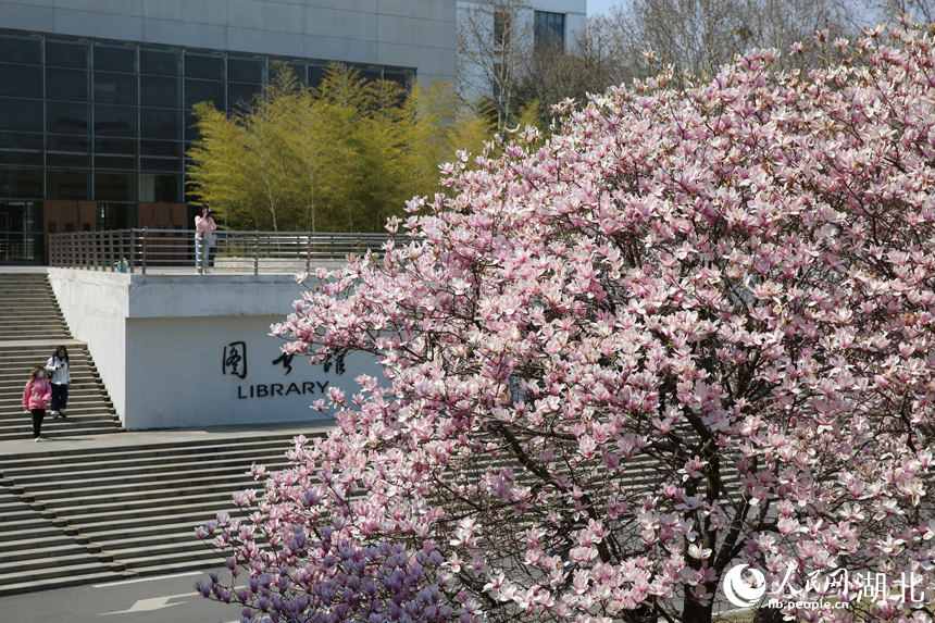 華中農(nóng)業(yè)大學(xué)圖書館前的玉蘭花競(jìng)相綻放。人民網(wǎng)記者 張沛攝
