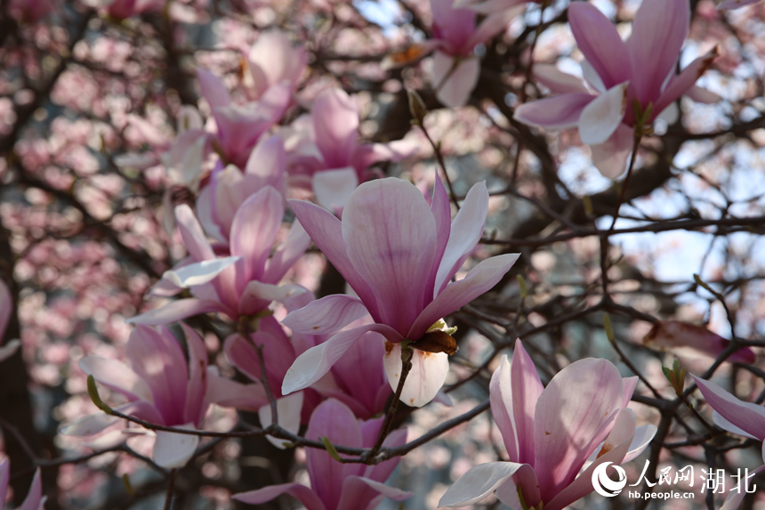 華中農(nóng)業(yè)大學(xué)圖書(shū)館前的玉蘭花競(jìng)相綻放。人民網(wǎng)記者 張沛攝