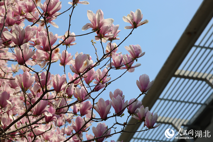 華中農(nóng)業(yè)大學圖書館前的玉蘭花競相綻放。人民網(wǎng)記者 張沛攝