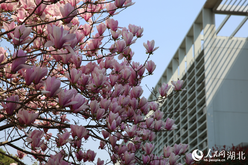 華中農(nóng)業(yè)大學(xué)圖書館前的玉蘭花競(jìng)相綻放。人民網(wǎng)記者 張沛攝