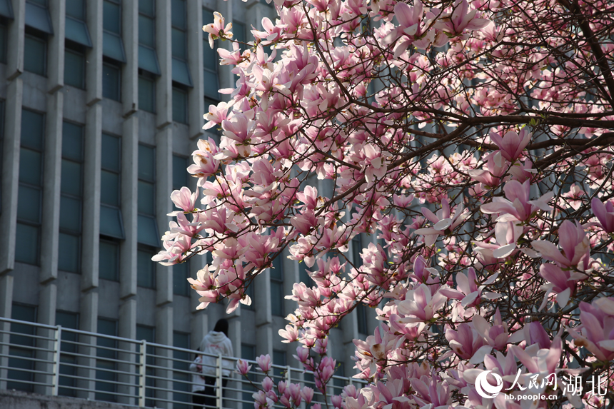 華中農(nóng)業(yè)大學(xué)圖書館前的玉蘭花競相綻放。人民網(wǎng)記者 張沛攝