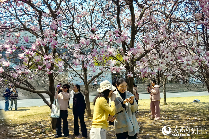 華中農(nóng)業(yè)大學圖書館前的玉蘭花競相綻放。人民網(wǎng)記者 張穎攝 (3)