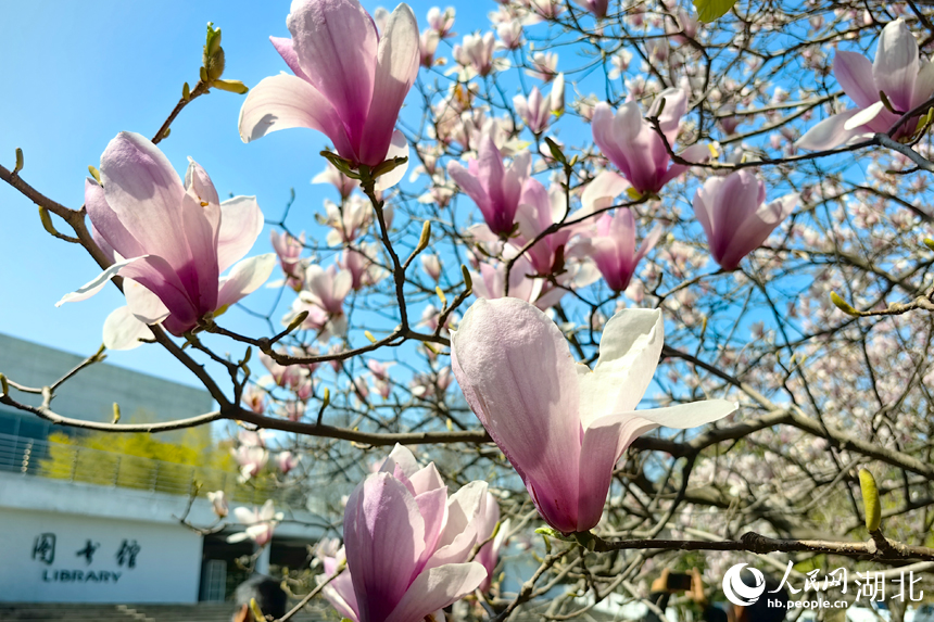 華中農(nóng)業(yè)大學(xué)圖書館前的玉蘭花競(jìng)相綻放。人民網(wǎng)記者 張穎攝