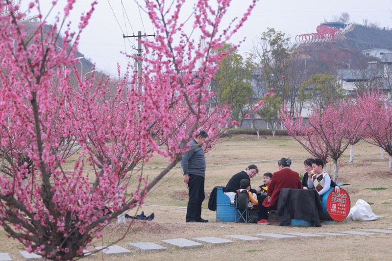 鄖西縣天河之畔的紅梅花競(jìng)相綻放。鄒景根攝