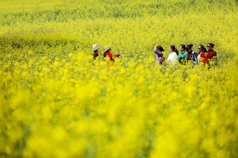 鄖西縣羊尾鎮(zhèn)漢江沿岸連片盛開(kāi)的油菜花海。徐軍攝
