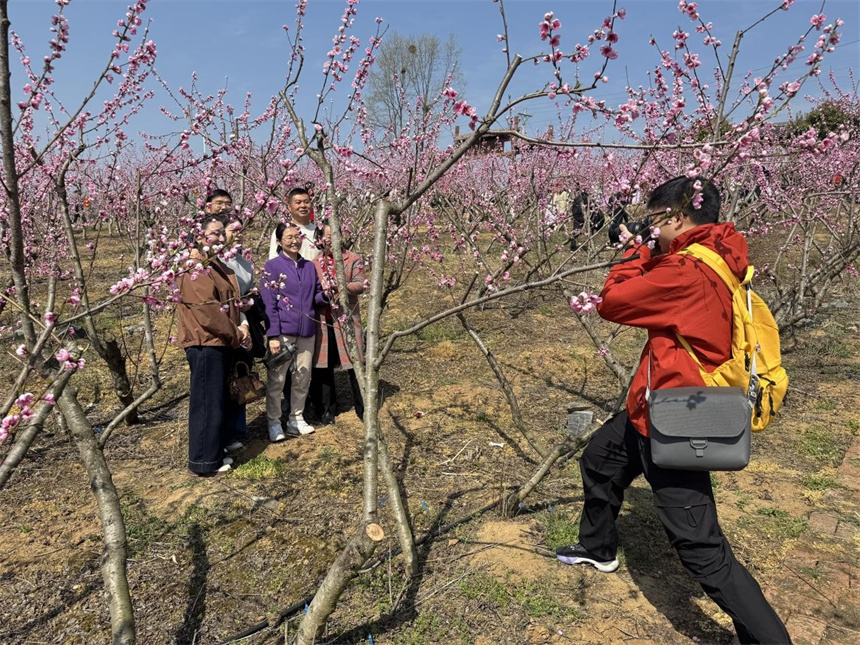 “桃醉竹山·遇見寶豐”竹山縣第五屆賞花活動(dòng)開幕