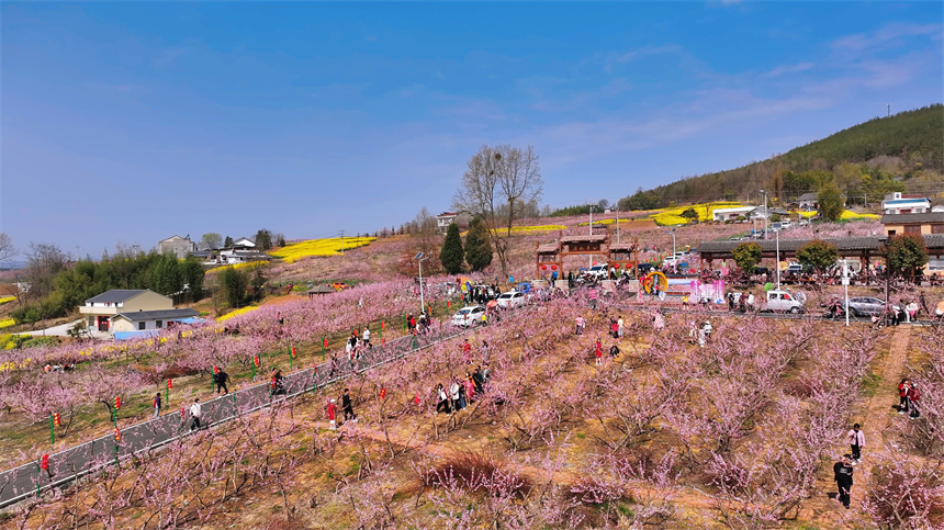 “桃醉竹山·遇見(jiàn)寶豐”竹山縣第五屆賞花活動(dòng)開(kāi)幕
