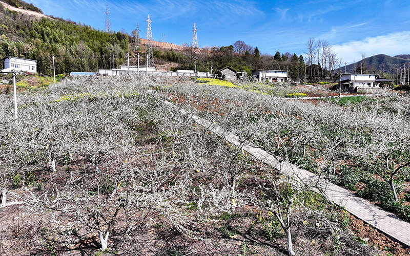 竹山縣文峰鄉(xiāng)李子花競(jìng)相綻放