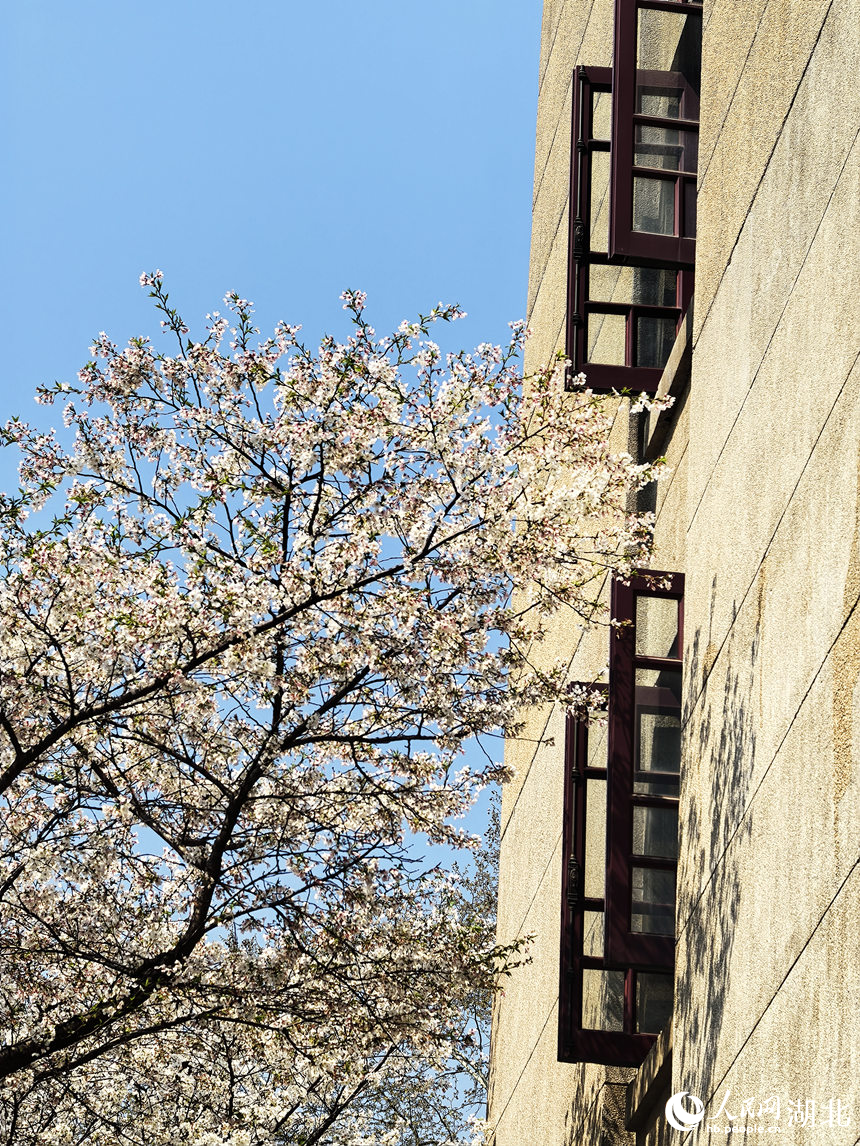 春日櫻花綻放。