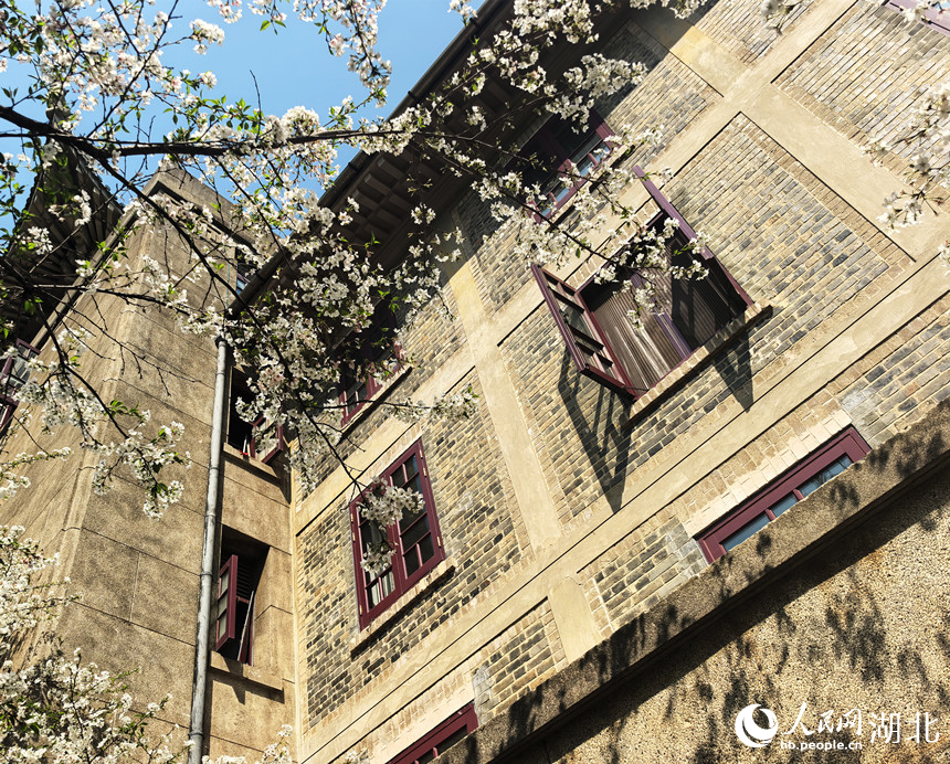 武漢大學(xué)的櫻花進入盛花期，絢爛的櫻花與校內(nèi)的古建筑相映成趣。