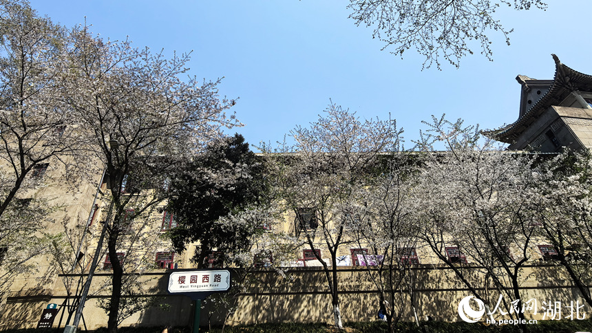 武漢大學櫻花大道。