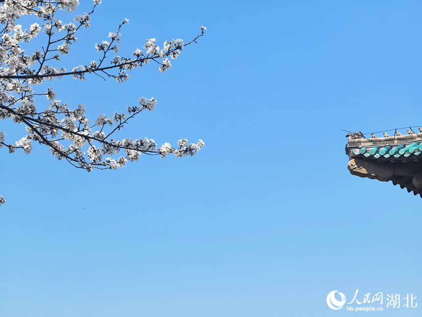 武漢大學(xué)櫻花盛放，絢爛的櫻花與校內(nèi)的古建筑相映成趣。
