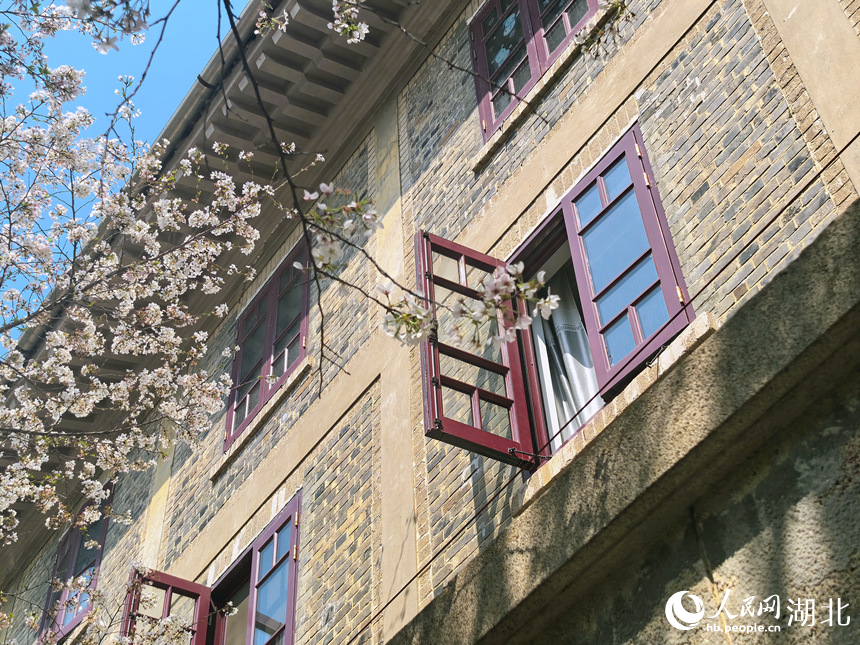 武漢大學櫻花與古建筑相映成景。