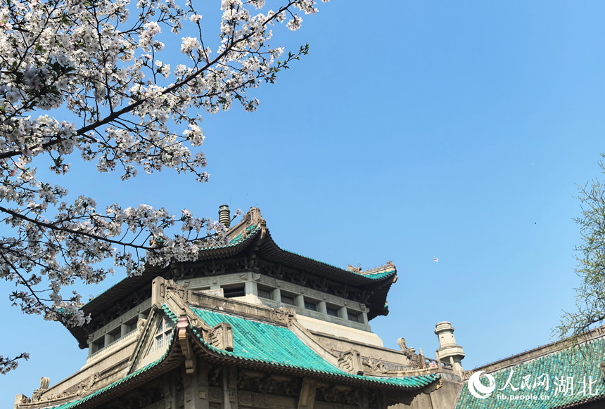 絢爛櫻花與校內(nèi)古建筑相映成趣。