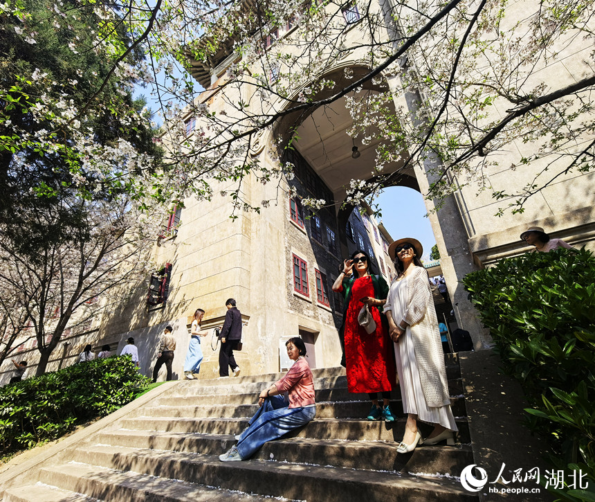 游客在櫻花樹下拍照。