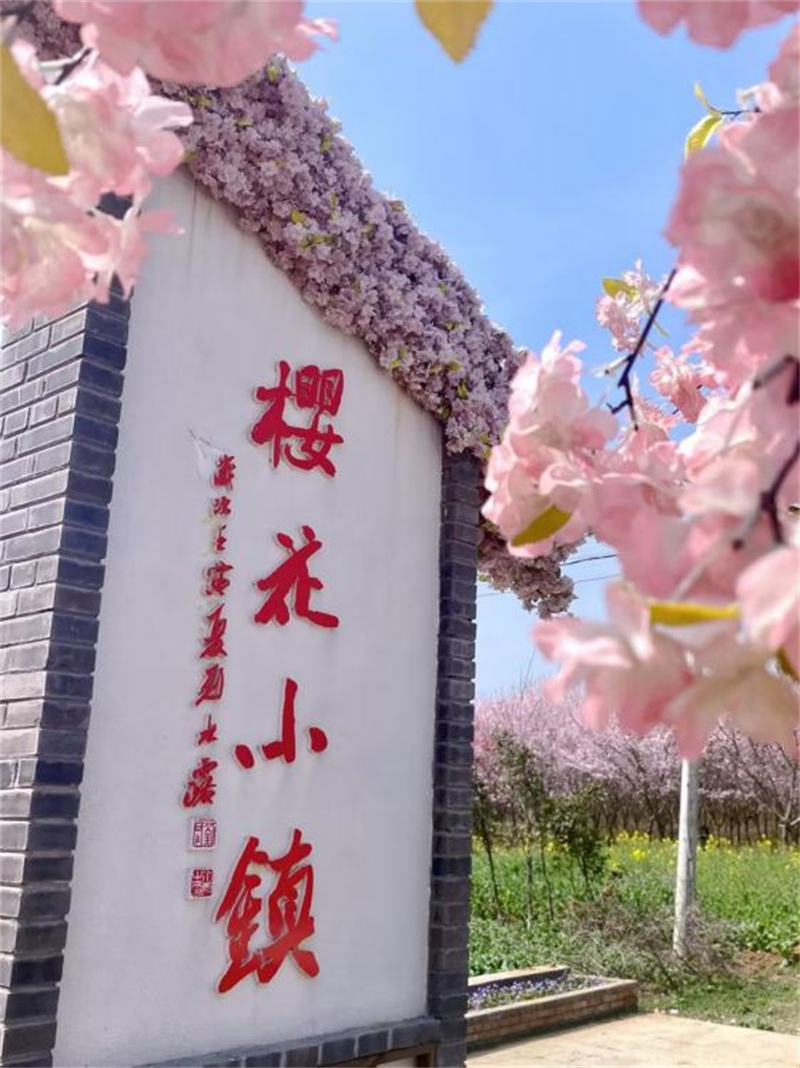 為龍王鎮(zhèn)櫻花小鎮(zhèn)。周夏夢(mèng)攝