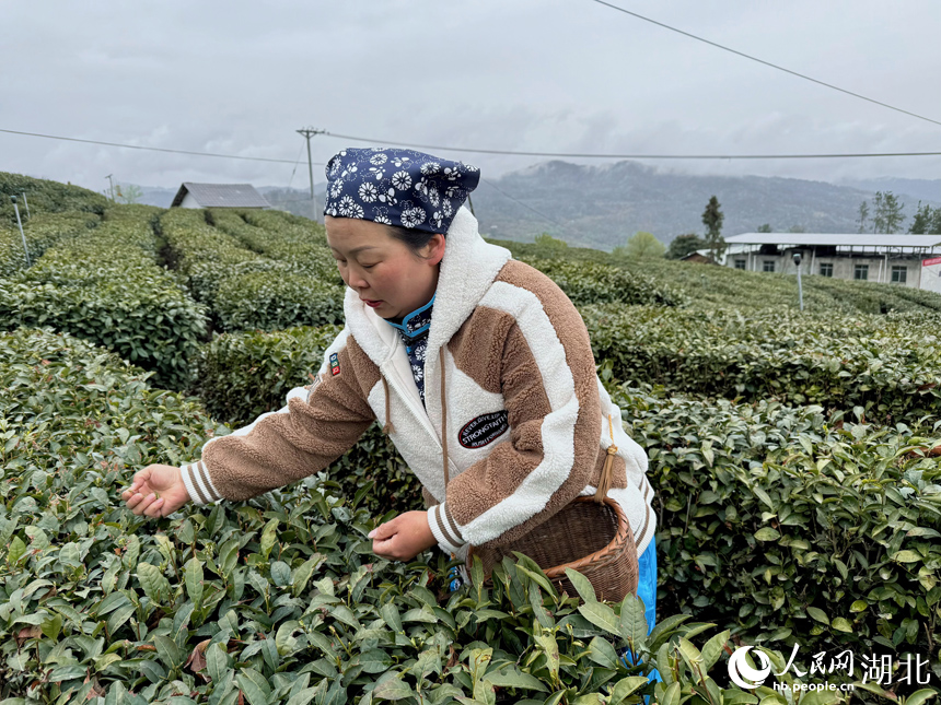 茶農(nóng)正在采茶。人民網(wǎng)記者 張沛攝