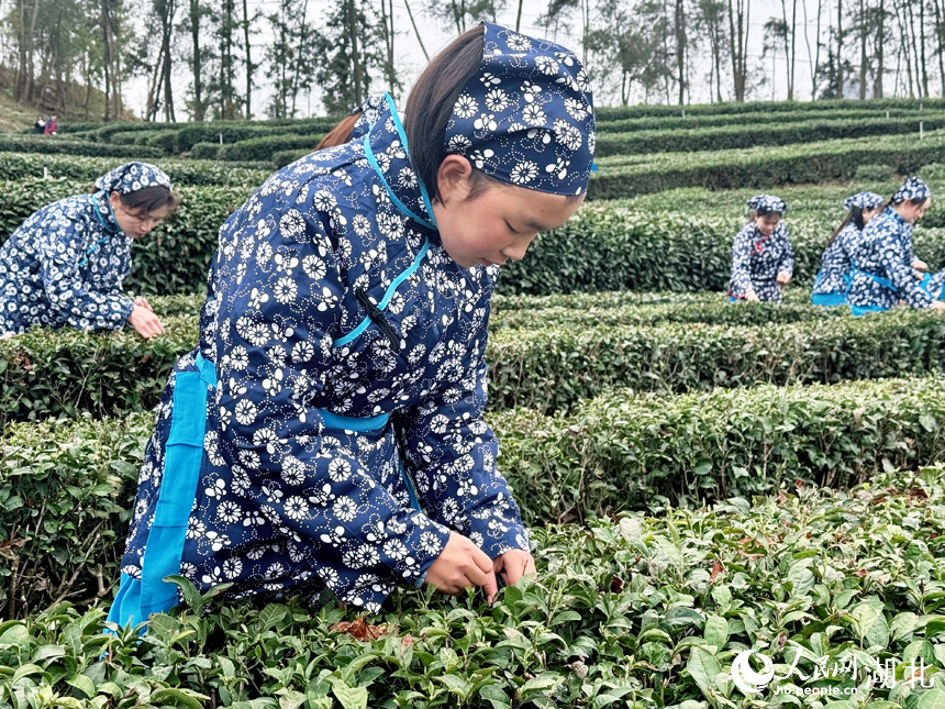 茶農(nóng)正在采茶。人民網(wǎng)記者 張沛攝