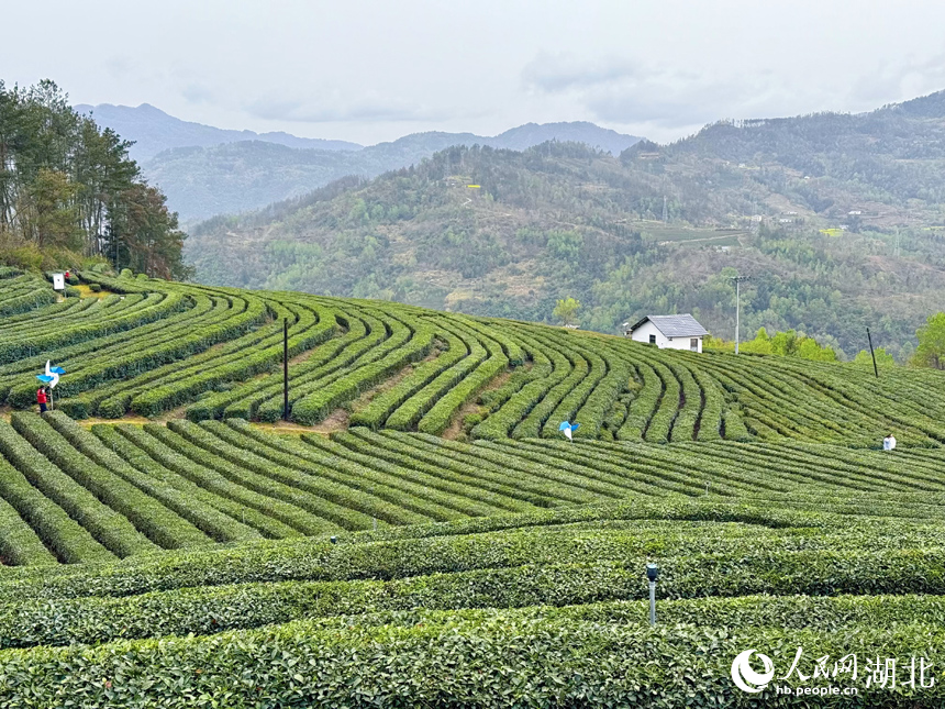 生態(tài)茶園滿坡翠綠。人民網(wǎng)記者 張沛攝