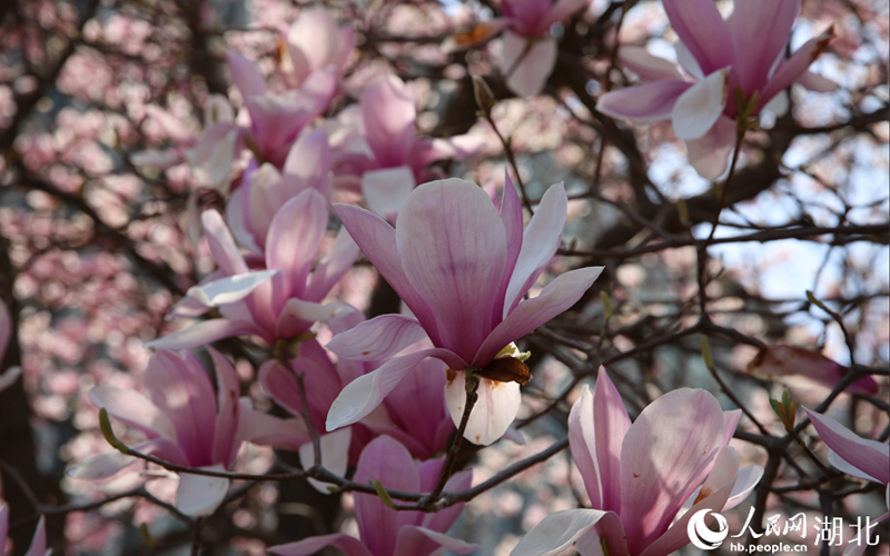 玉蘭花開 春滿校園