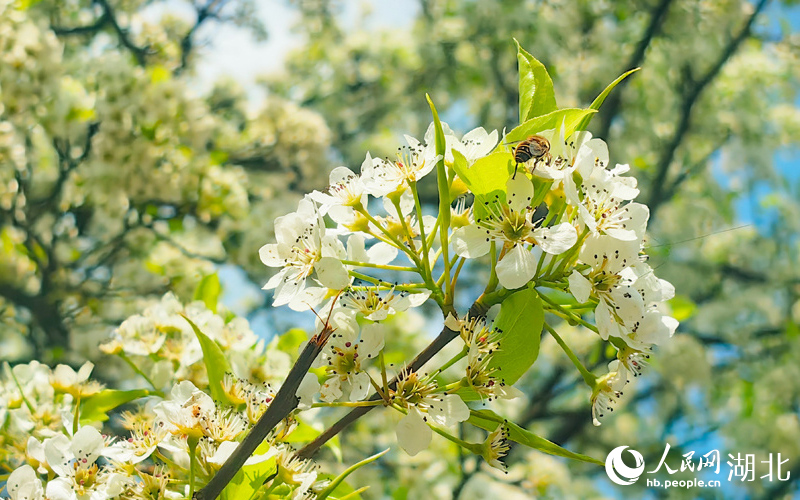 湖北武漢：梨花紛飛映春光