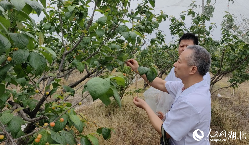 武漢農(nóng)業(yè)檢測中心工作人員在櫻桃種植基地抽樣檢測。人民網(wǎng)記者 郭婷婷攝
