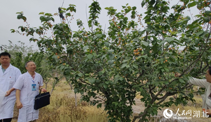 武漢農(nóng)業(yè)檢測(cè)中心工作人員在櫻桃種植基地抽樣檢測(cè)。人民網(wǎng)記者 郭婷婷攝