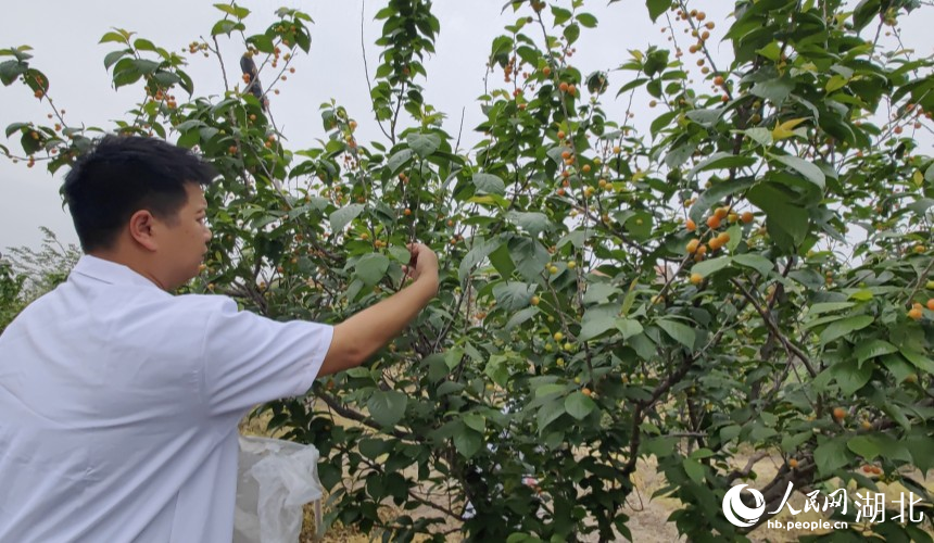 武漢農(nóng)業(yè)檢測(cè)中心工作人員在櫻桃種植基地抽樣檢測(cè)。人民網(wǎng)記者 郭婷婷攝
