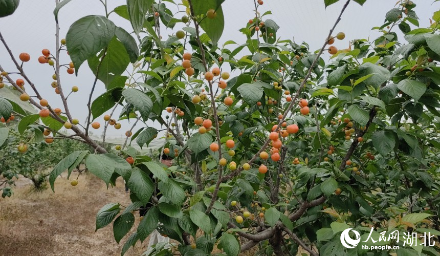 武漢農業(yè)檢測中心工作人員在櫻桃種植基地抽樣檢測。人民網記者 郭婷婷攝