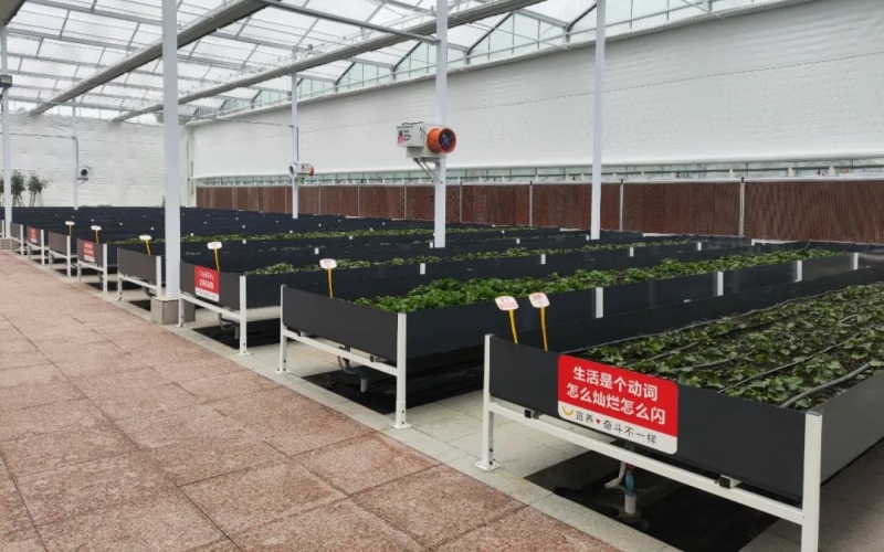 當(dāng)陽(yáng)魚(yú)腥草企業(yè)。