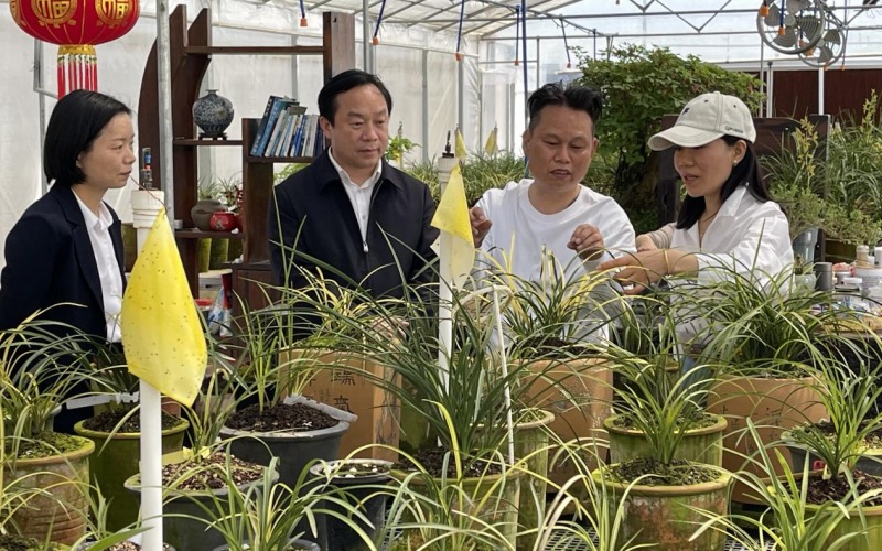 芝麻灣的蘭花基地。