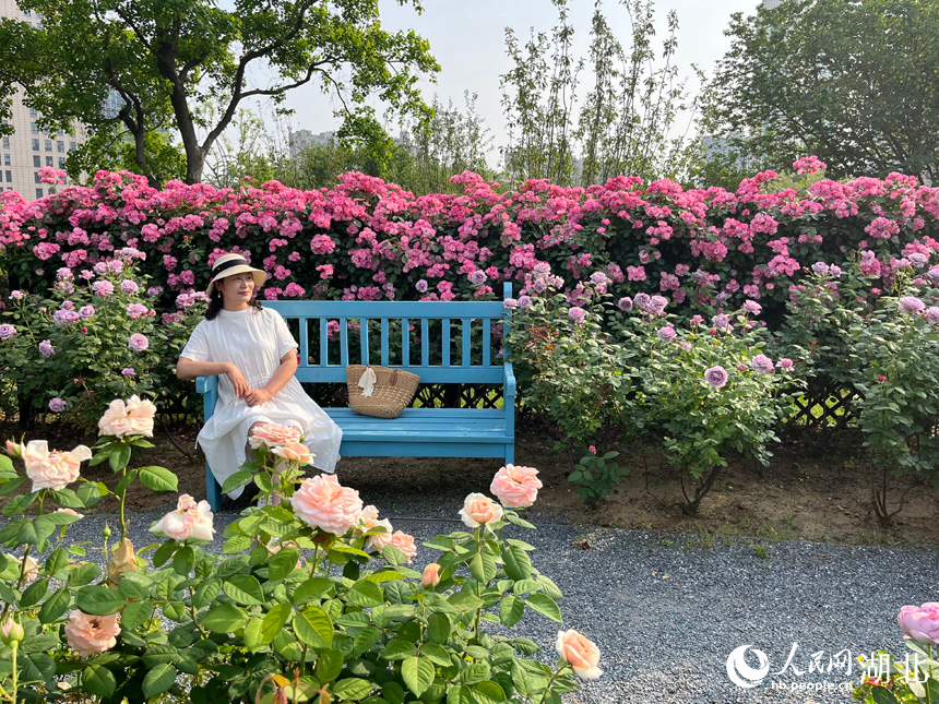 沙湖公園月季園內(nèi)，游客正在小憩。人民網(wǎng)記者 張沛攝